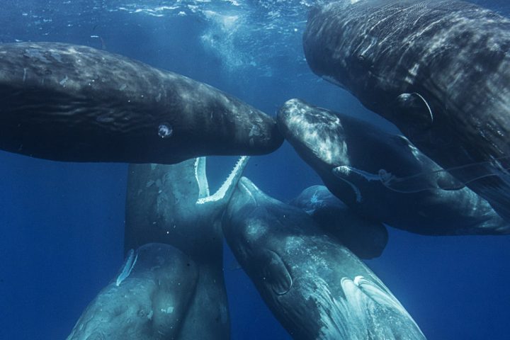 What does it sound like when whales pray?