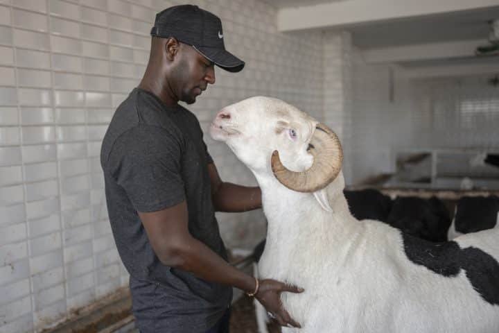 On Eid al Adha, Senegal's star sheep are for luxury, not sacrifice